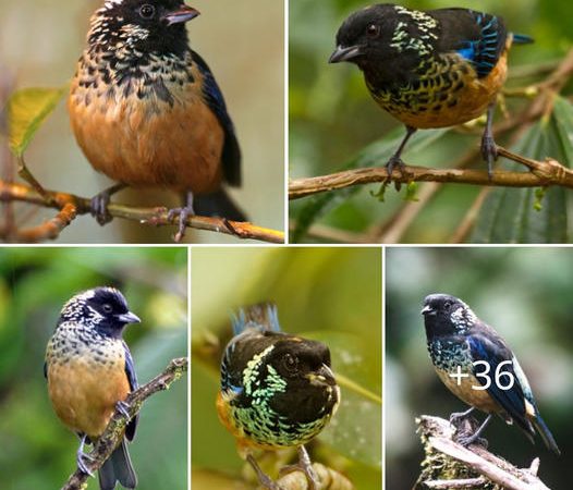 Spangle-Cheeked Tanager: Nature’s Living Jewel in Avian Artistry