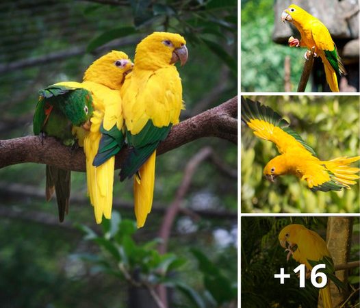 The Splendor of the Guarouba Parrot: A Visual Delight in the Amazon Rainforest