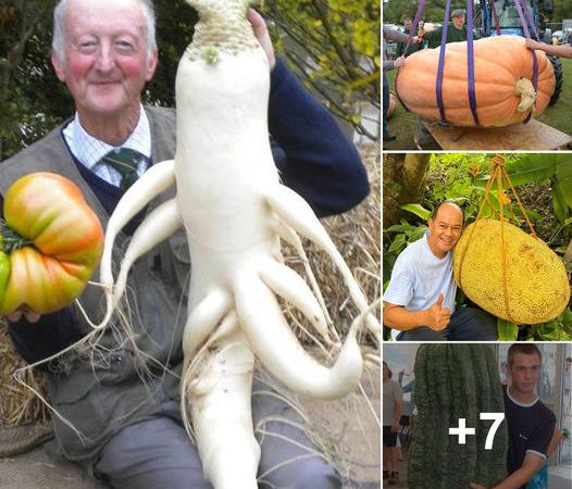 Exploring Nature’s Curiosities: Fruits of Astonishing Sizes and Shapes