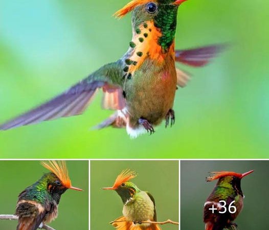 The Exquisite Beauty and Behavior of the Rufous-Crested Coquette: A Tropical Jewel Unveiled