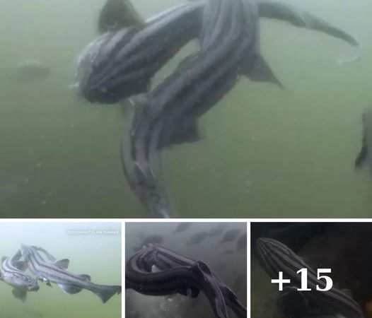 Unveiling the Enigmatic ‘Alien’ Sharks: Rare Footage Captures Saw-Toothed Predators in Action