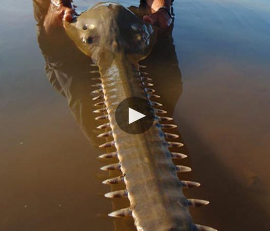 A Rare Encounter: The Sawfish with a Blade-Like Nose Discovered on the Russian Coast