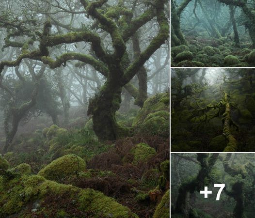 Embark on an Enchanting Journey: Explore the Mystical Wistman’s Wood with Neil Burnell’s Stunning Photography