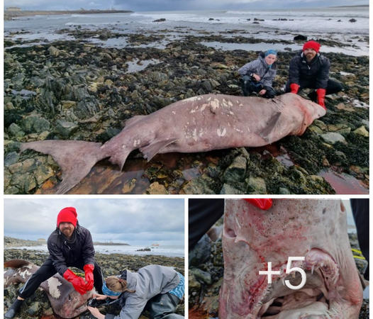 Mysterious Appearance: Rare 14-Foot Shark Washes Ashore on Irish Beach, Baffling Experts