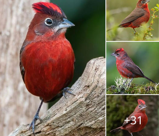 The Red Pileated Finch: Nature’s Masterpiece in Scarlet Splendor