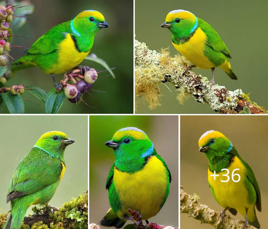 Celebrating the Enchanting Beauty of the Golden-Browed Chlorophonia: Nature’s Feathered Jewel of the Cloud Forests