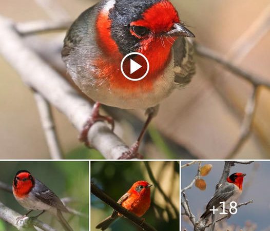 A Standout Member of an Already Distinctive Avian Family: The Red-Crowned Bird of Hope