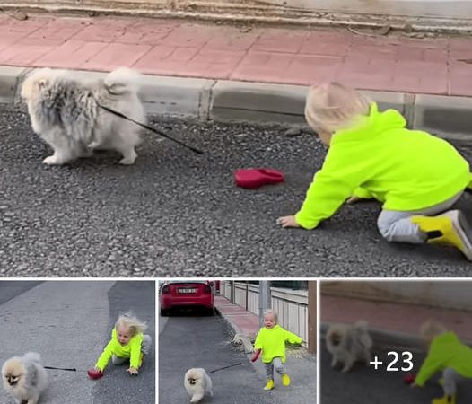 A Hilarious Toddler’s Adventure: When a Little One Takes His Dog Out for a Walk