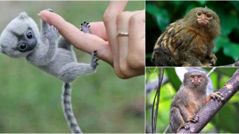 Journey into the Magical Realm of the Pygmy Marmoset: Nature’s Smallest Primate