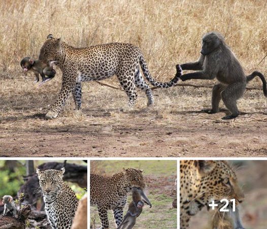 A Heart-Wrenching Moment: Baby Monkey Clings to Its Deceased Mother in Leopard’s Grip