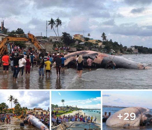 Stranded Whale at Mi Ne Beach Unites Nature Enthusiasts in a Spectacle of Unity.