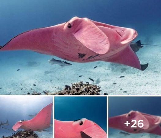 Exclusive to the Great Barrier Reef: The Unique Pink Stingrays