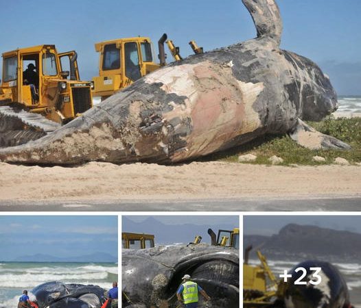 A Massive 15-Meter-Long Whale Washes Up on the South African Coast.