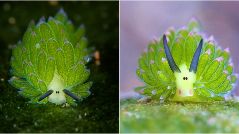 Discover the Charming Sea Slug Resembling a Tiny Underwater Algae Tree