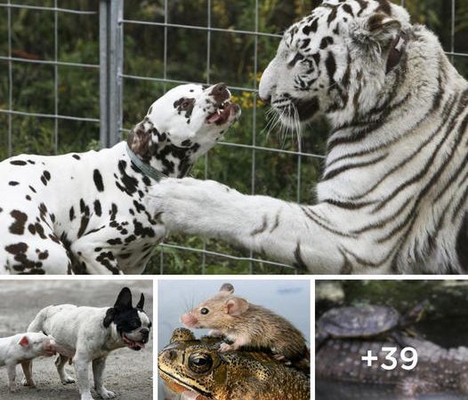 Incredible Bonds: Extraordinary Animal Friendships