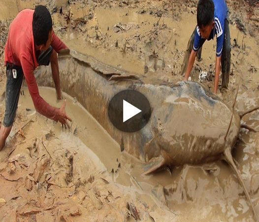 Defying Nature’s Odds: The Remarkable Quest for the Giant Catfish in the Dry Season