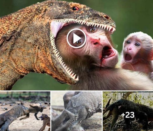 When Mother Monkey Sacrificed to Protect Baby from Komodo Dragon, Tears Were Shed