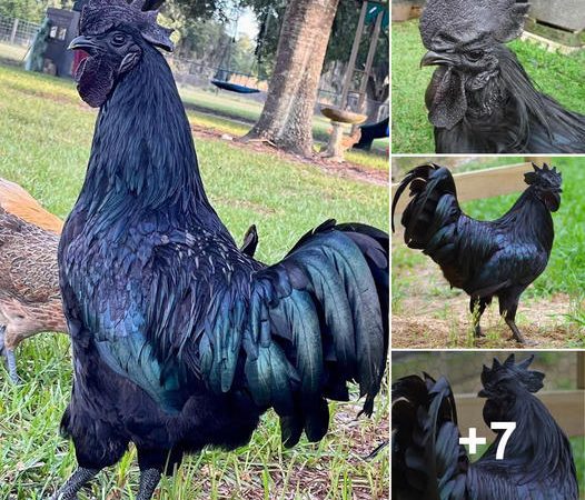 Unveiling the Mystique of the Majestic Black Chicken: A Marvelous Feathery Enigma!