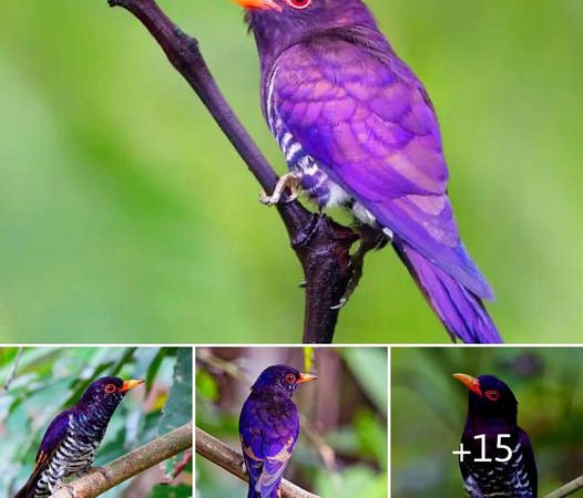 Violet Cuckoo: The Enigmatic Beauty of Southeast Asia