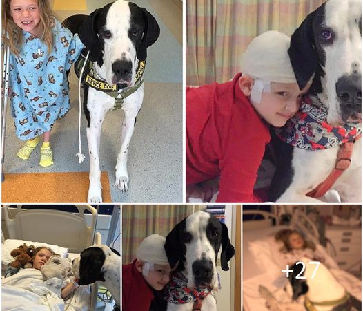 Nurturing Paws: The Inspiring Story of Bella and Her Loyal Service Dog, George