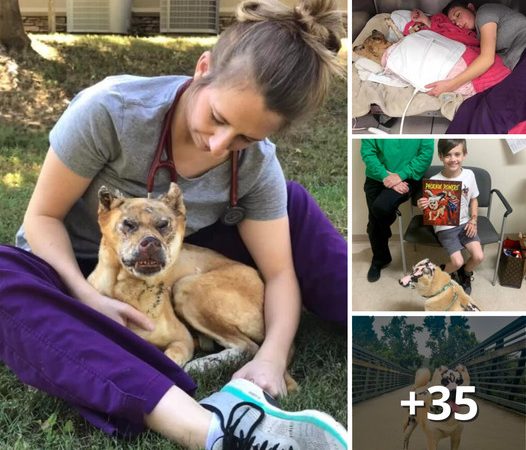 Survivor Dog Inspires Others to Persevere After House Fire and Battling Illness