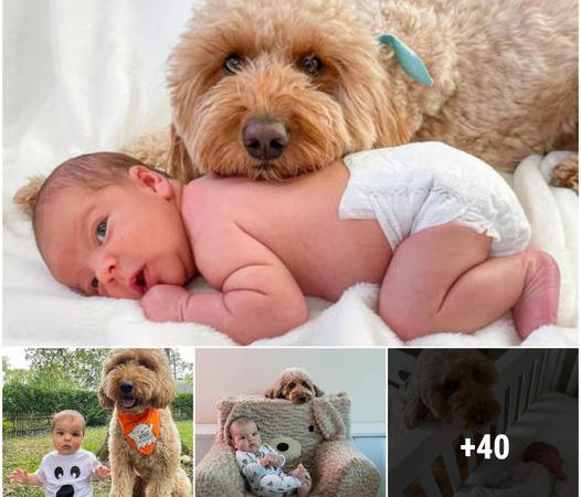 A Baby’s Best Friend: How a Dog Brings Laughter and Joy to the Family