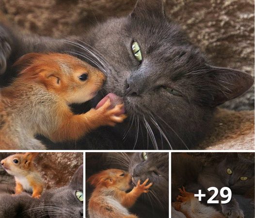 Baby Orphaned Squirrels Discover Unlikely Foster Mother in a Devoted Cat