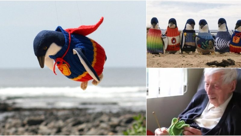 Australia’s Senior Gentleman Spreads Warmth: Crafting Tiny Sweaters for Injured Penguins