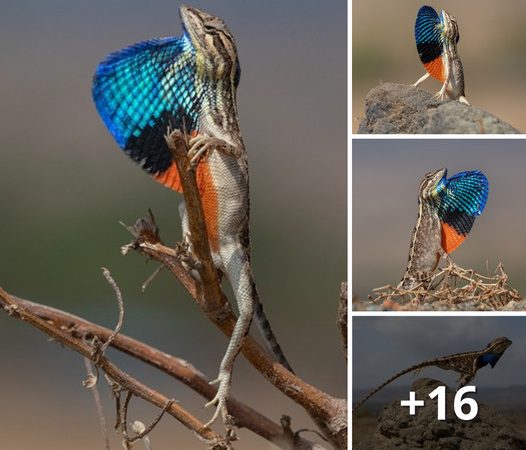 Male Lizards Flaunt Their Stunning Appearances and Courtship Signals to Attract Females and Form Pairs