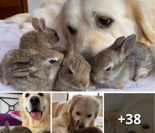 A Golden Retriever Adopts Four Orphaned Rabbits