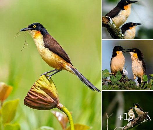 Unveiling the Fascination of the Black-Capped Donacobius: A Unique Songbird with a Piercing Gaze