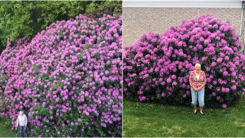 The Century-Old Rhododendron: A Living Legacy and the Woman Behind It