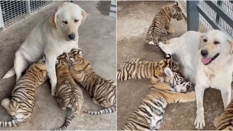 Labrador Becomes Surprising ‘Adoptive Mother’ to Tiger Cubs, Melting Hearts Online