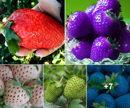 The Spectacular World of Colorful Strawberries