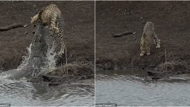 Nature’s Harsh Reality: Cheetah’s Swift Encounter with a Cunning Crocodile at a South African Watering Hole