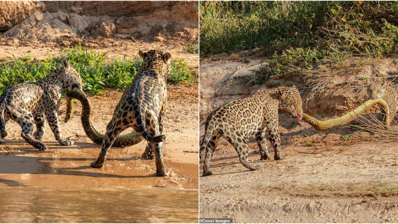 Primal Symphony: Mother Jaguar, Cub, and the 16ft Anaconda’s Untamed Encounter in Southwest Brazil