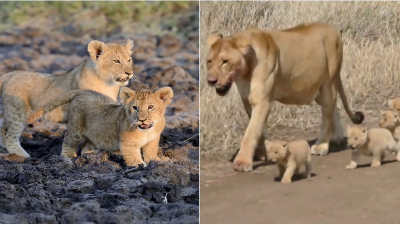 Battle of Giants: Barbary Lion vs. Kodiak Bear