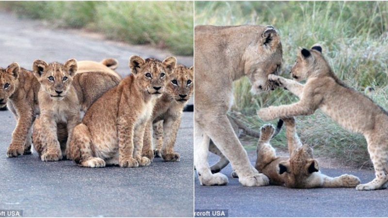 Captivating Moments: Lion Cubs Bring Traffic to a Standstill in Kruger National Park