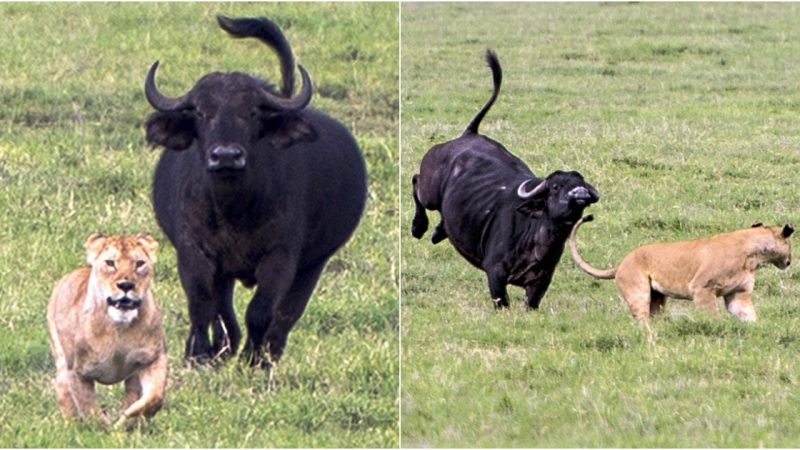 Nature’s Duel: Lioness Faces Swift Reprisal from Buffalo in Epic Safari Showdown