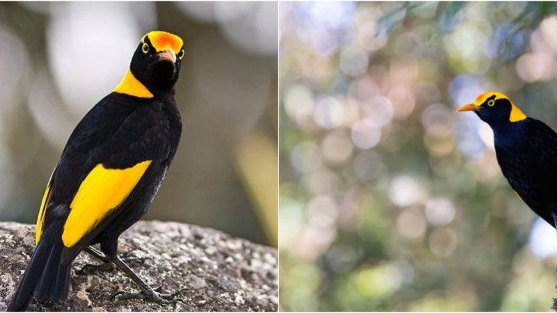 The Dazzling Plumage of the Regent Bowerbird: A Natural Masterpiece in Lamington National Park, Canungra, Queensland, Australia