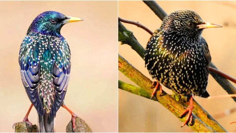 Exploring the Enchanting Avian Wonders of Sub-Saharan Africa