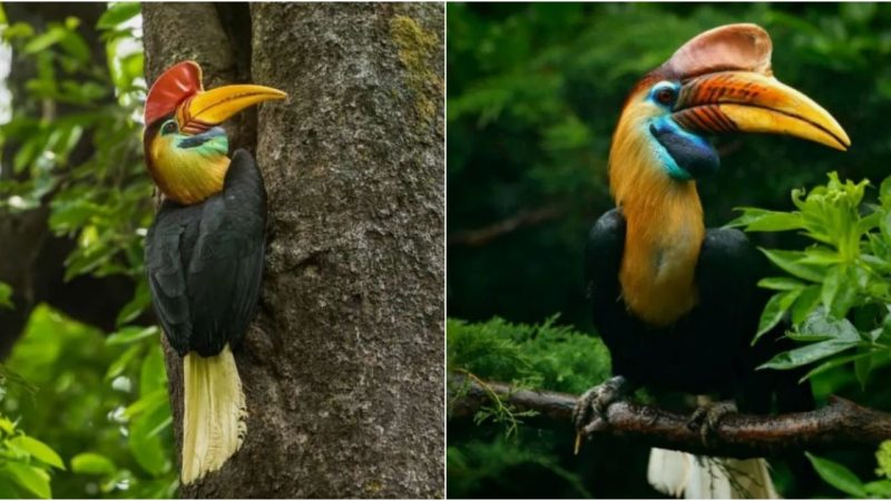 Embarking on a Journey with the Knobbed Hornbill: A Tapestry of Elegance and Distinctive Features