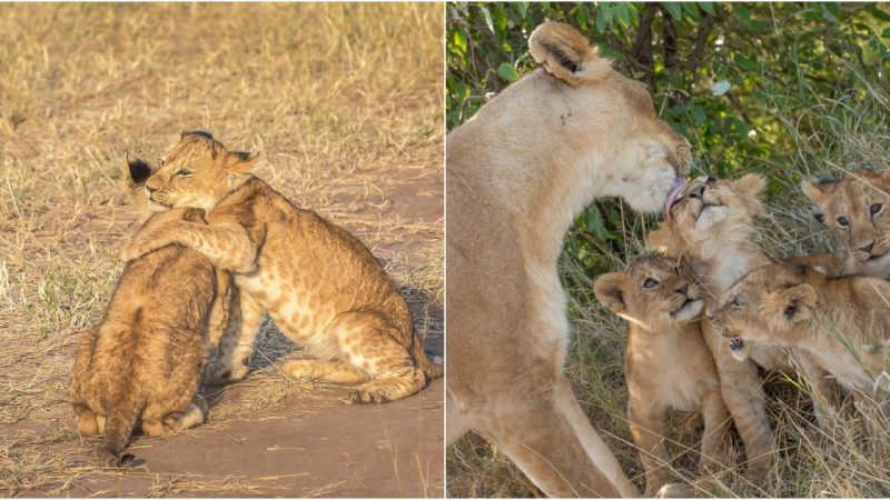 Captivating Safari Serenity: Lioness and Cubs Revel in Playful Harmony in Masai Mara (VIDEO)