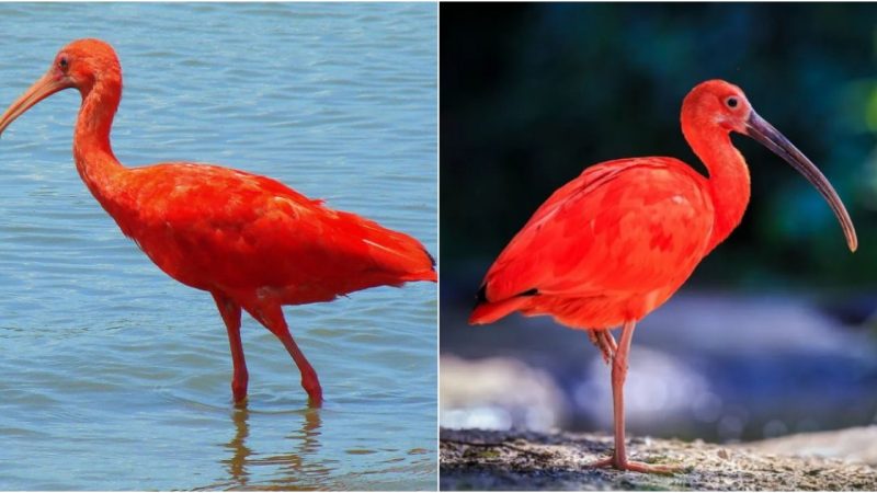 Crіmѕon Elegance: Unveiling the Enchantment and Lifestyle of the Scarlet Ibis