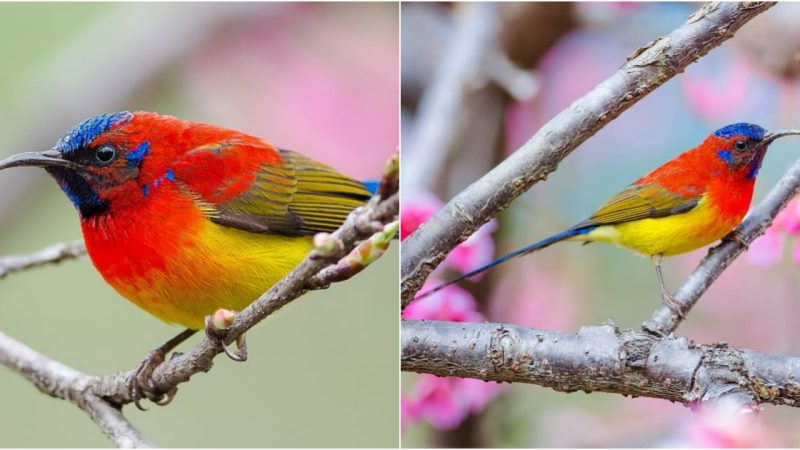 Mrs. Gould’s Sunbird: Nature’s Living Artistry Unveiled