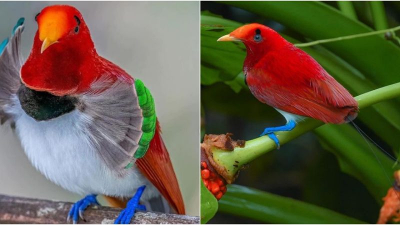 King Bird of Paradise: Majestic Beauty in the Heart of Paradise