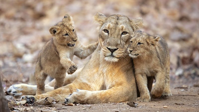 Lioness Uncovers a Hidden Treasure: Her Next Meal