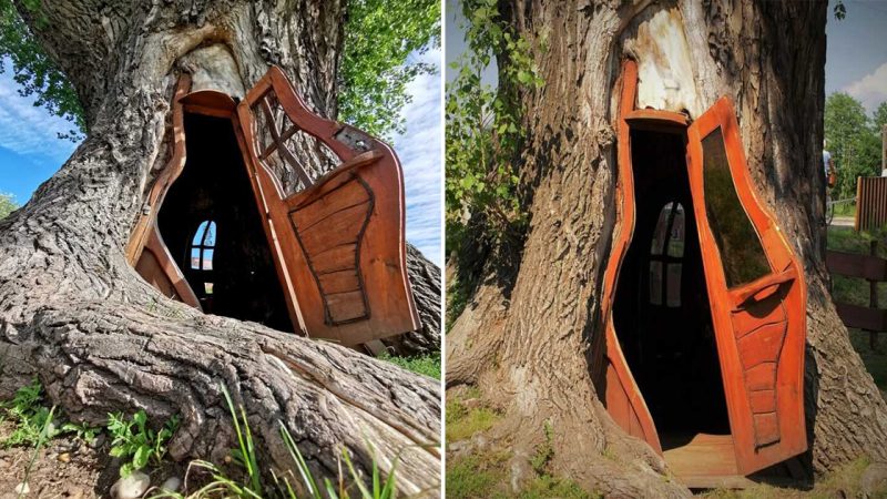 A house in a tree hollow, Topola Tekla in Chudów, Poland ‎