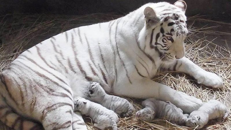 Japanese zoo shows off four rare white tiger cubs, Wild Cat ( Video )