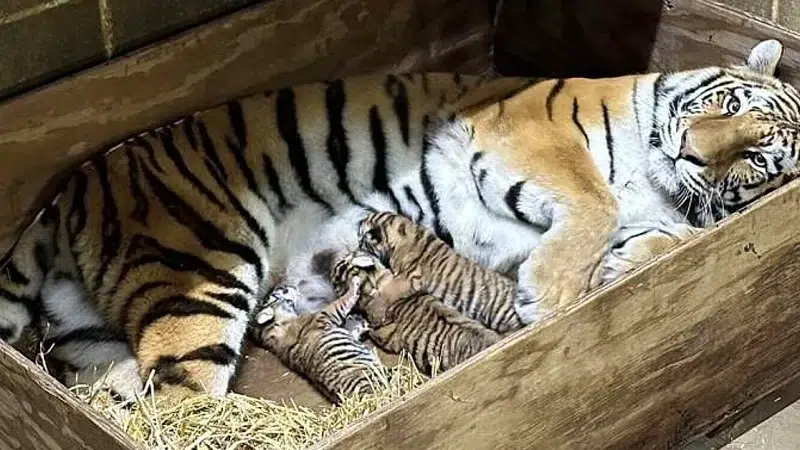 Three Amur Tiger Cubs Born At Saint Louis Zoo (Video)